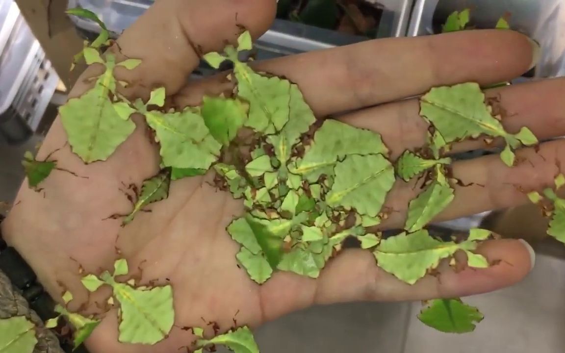 【高能镜头】世界上最会伪装的"绿叶虫",你能准确区分它们嘛?