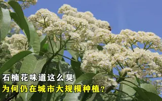 石楠花 搜索结果 哔哩哔哩 Bilibili