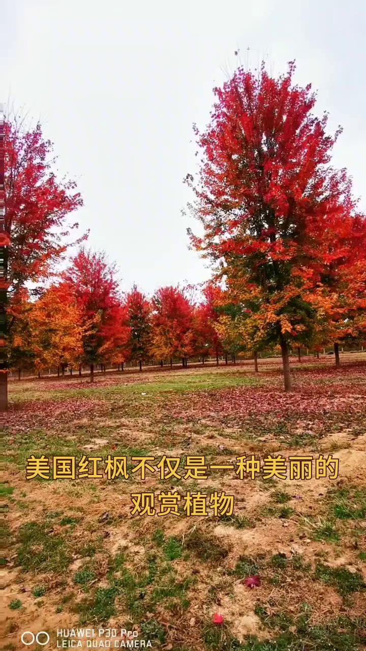 美国红枫的叶子可以用来做什么?