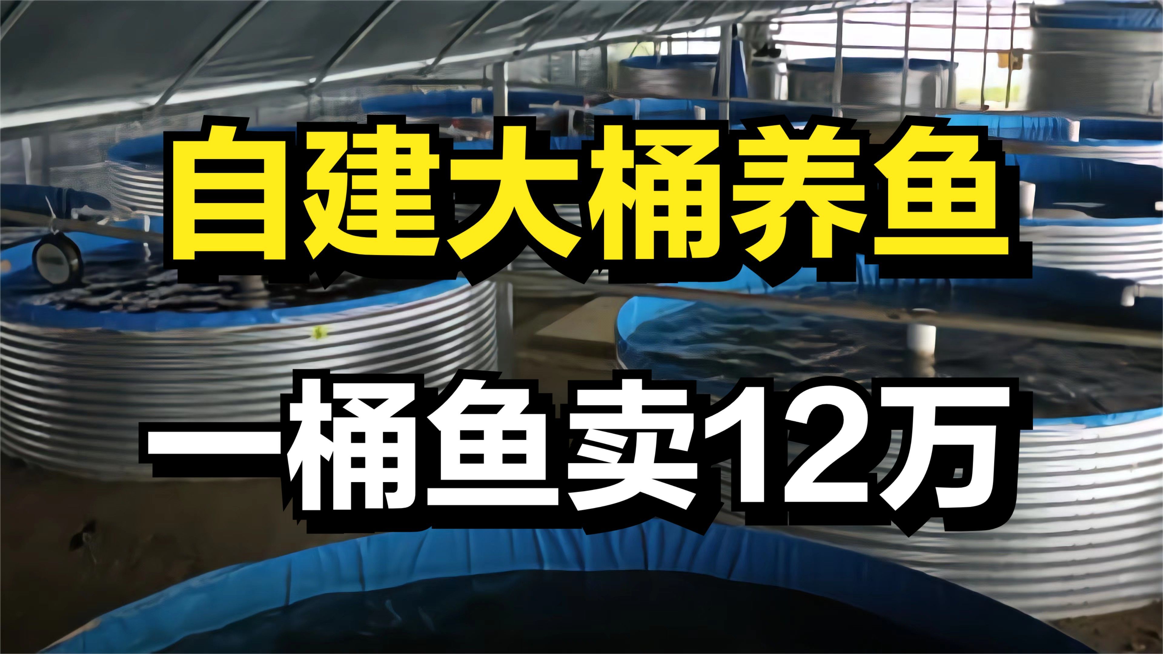 男子自己建造大桶养鱼,一桶鱼能卖12万元,年收入高达1000多万元哔哩哔哩bilibili