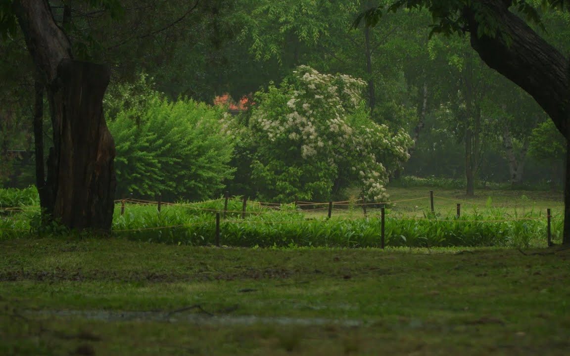 8小时背景音 | 生态公园视角雷雨声 | 助眠、学习、放松 | Ecological Park with lush greenery哔哩哔哩bilibili