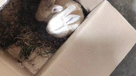 虎皮黄兔颜值这么好看,你喜欢吗?