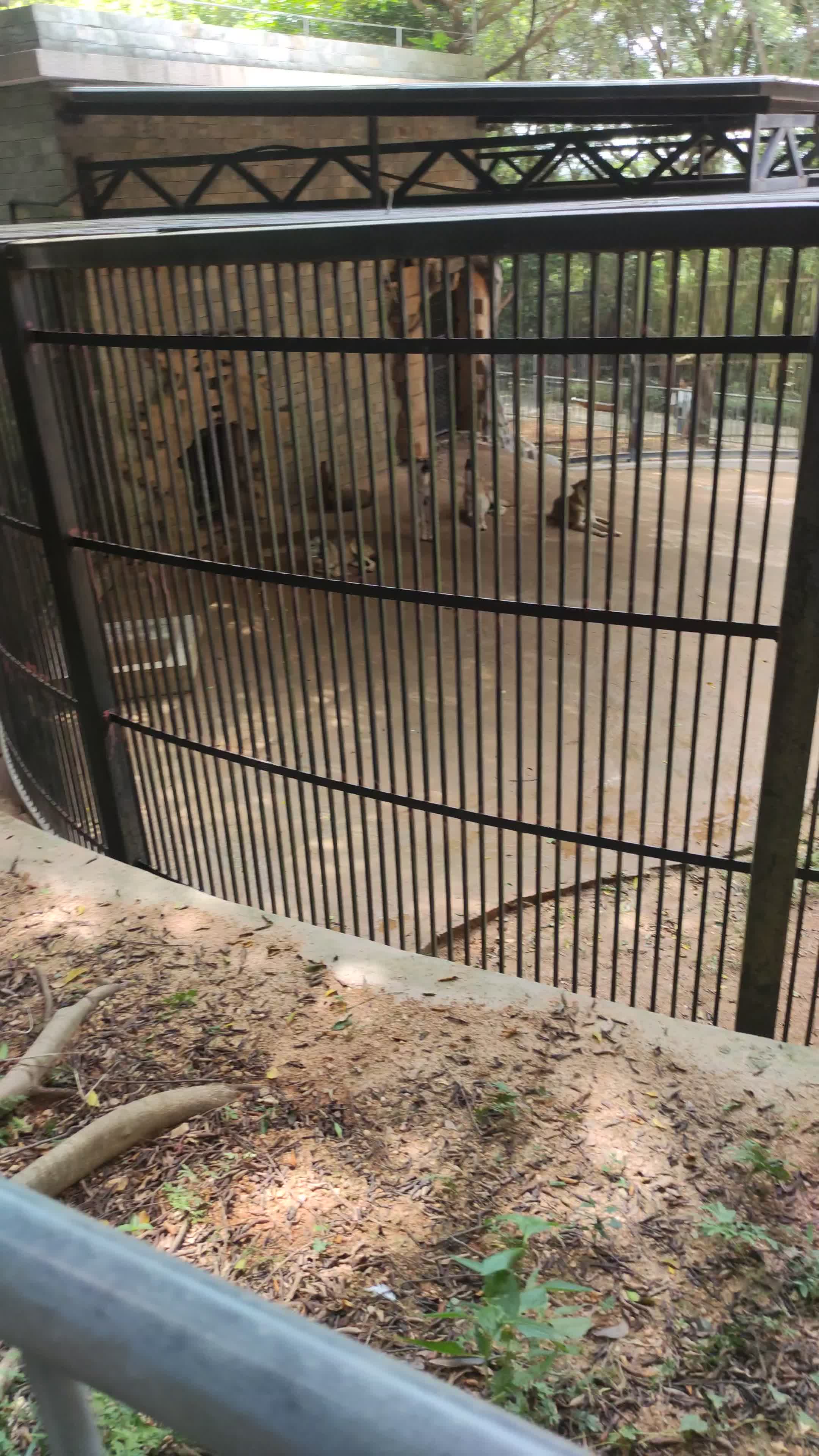 [动物园]当动物园里的狼在休息时,这时候用手机放狼嚎的声音会发生