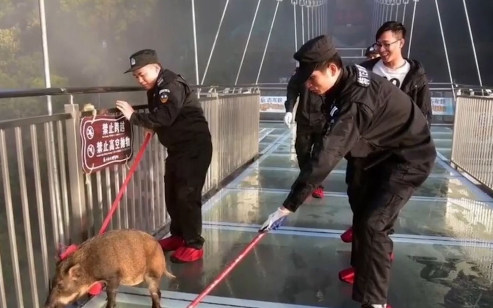 好奇宝宝上玻璃栈道体验人生,不料惊出多款搞笑表情包哔哩哔哩bilibili