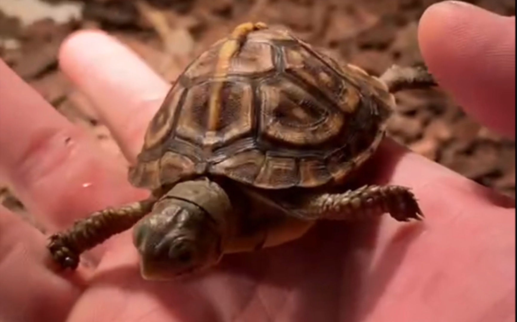 加温养的小东部箱龟,吃的不多,但还算健康