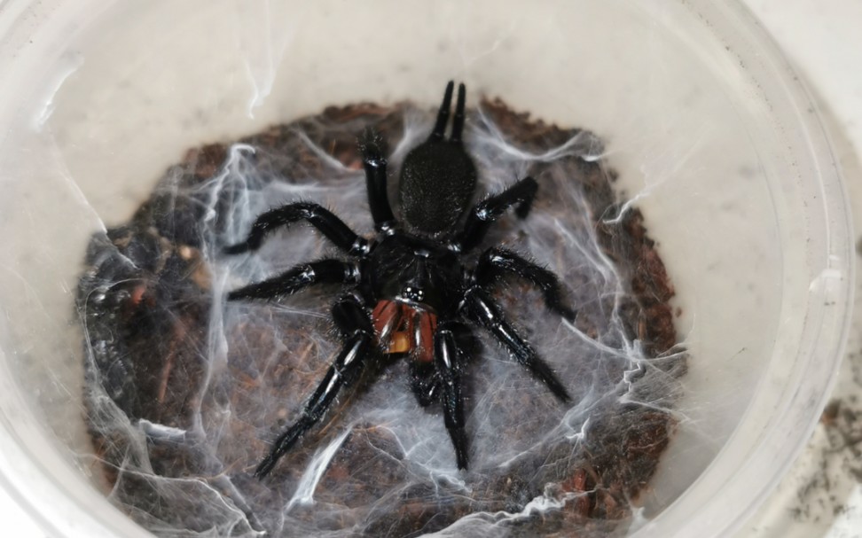 看来真的不能同时吃两条,,(贵州产红牙大疣蛛捕食)