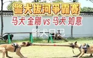 Download Video: 警犬日记 | 拔河争霸赛 马犬内斗！