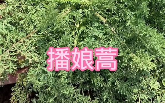 播娘蒿也叫麦蒿,米米蒿哔哩哔哩bilibili