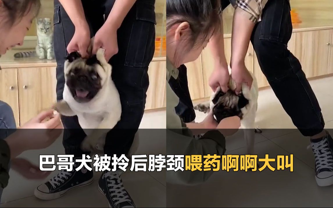 巴哥犬被拎脖颈喂药,表情惊恐啊啊大叫哔哩哔哩bilibili