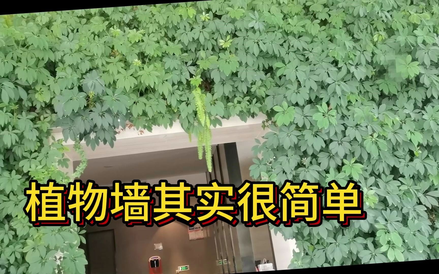 植物墙其实很简单哔哩哔哩bilibili