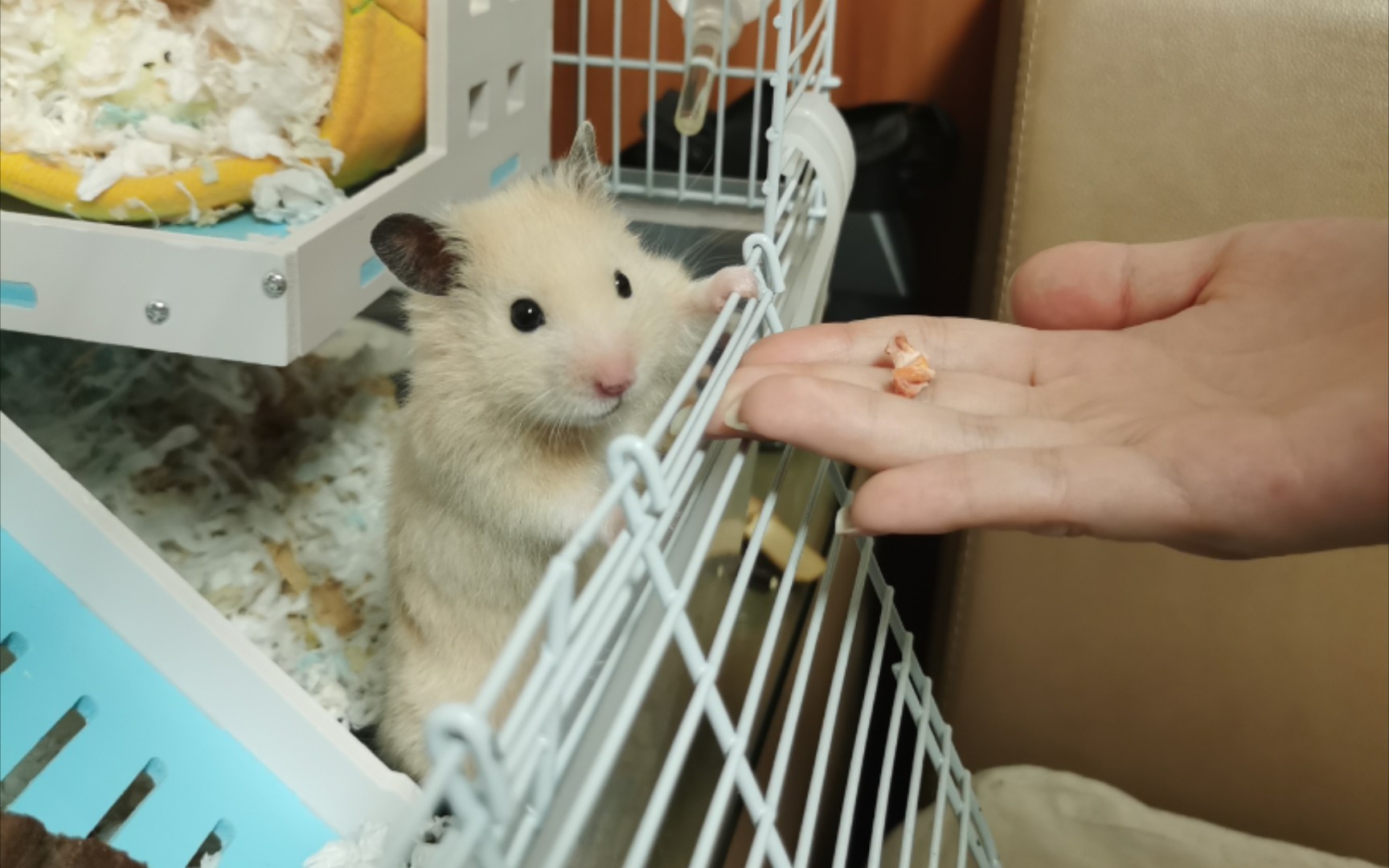 《仓鼠》盛世美颜72呆萌可爱