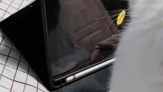 感觉阴阳师斗技已经没什么意思了，玩来玩去都是那样，已经没有什么热情了，今天再玩一天，今年就不玩了