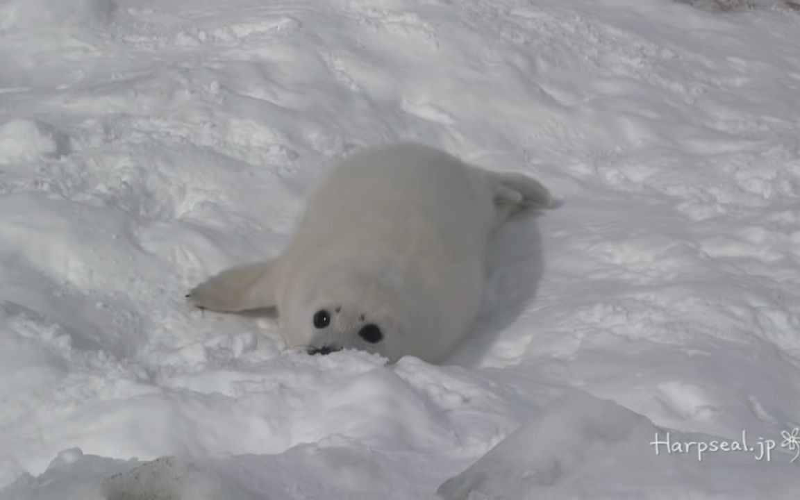 [图]目击到一只正在吃雪的可爱海豹