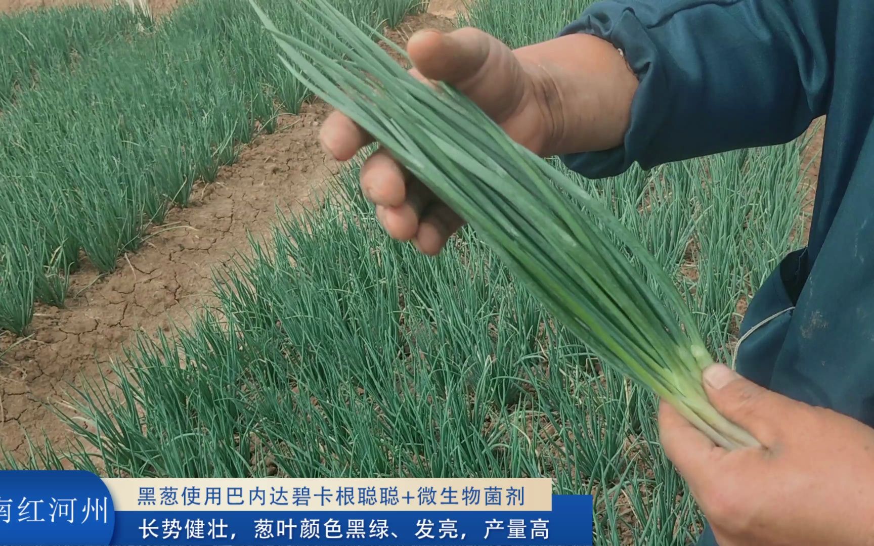 黑葱种植-云南红河州黑葱使用巴内达碧卡根聪聪 微生物菌剂,长势健壮