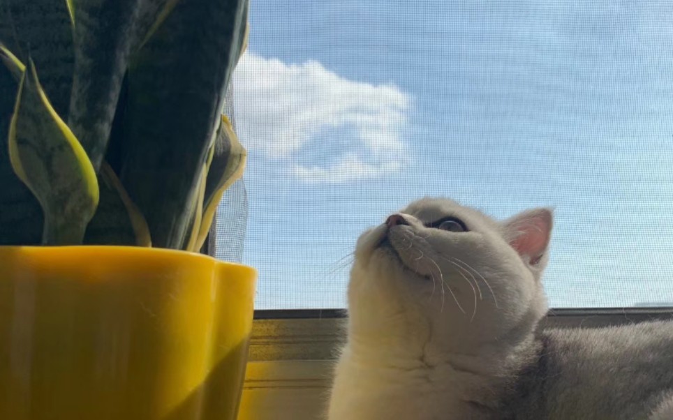 震惊 萌猫下山啦