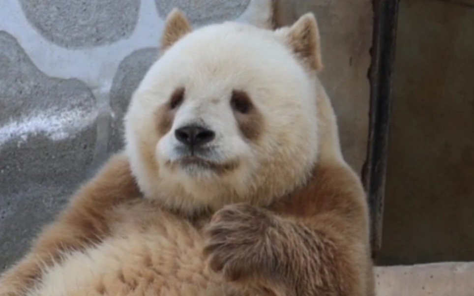 【大熊猫七仔】七仔仔,一起床就有卜卜吃了!