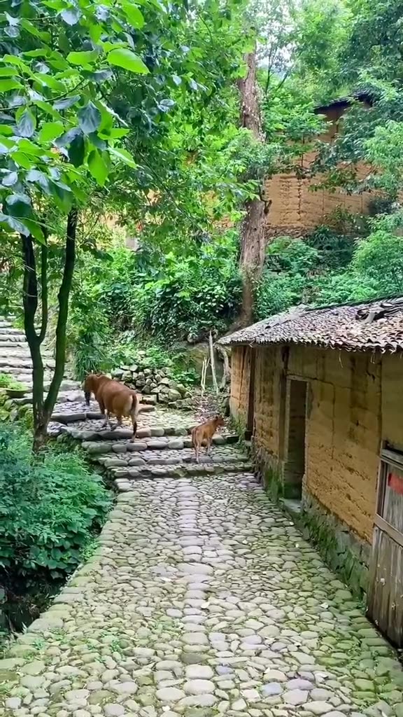 [图]走在乡间的小路上，牧归的老牛作伴，童年留下的美好回忆，简单又快乐🏡#乡村新景象 #乡间小路