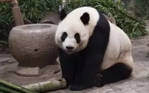 大熊猫蜀琳：出来吧小零食（丰容竹筒）