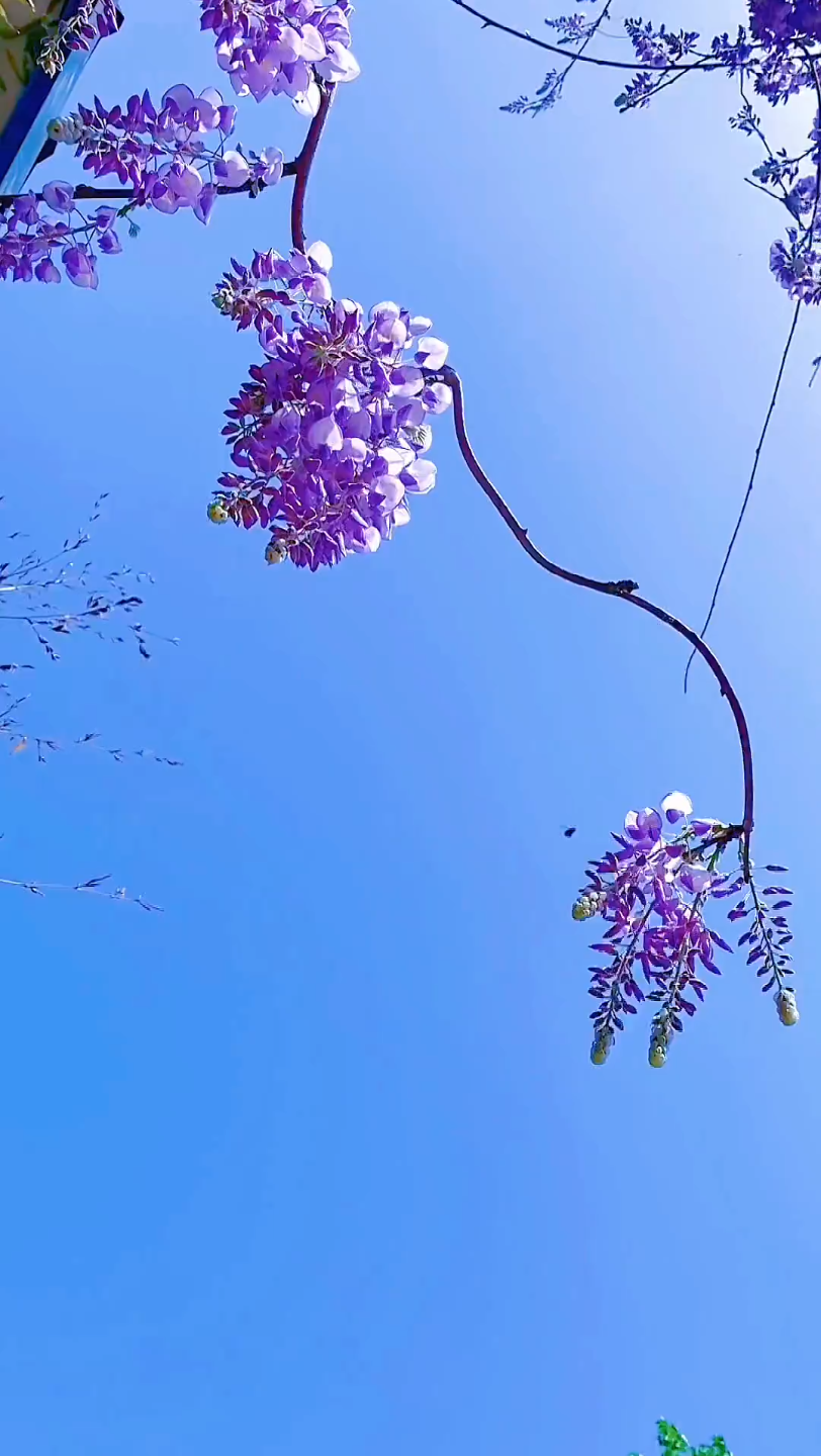 岁月安然,心无杂念,能有一份闲情,赏一场花开,应该是四月里最美好的