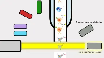 Video herunterladen: 流式细胞术原理和动画演示 The Animated Rationale of Flow Cytometry