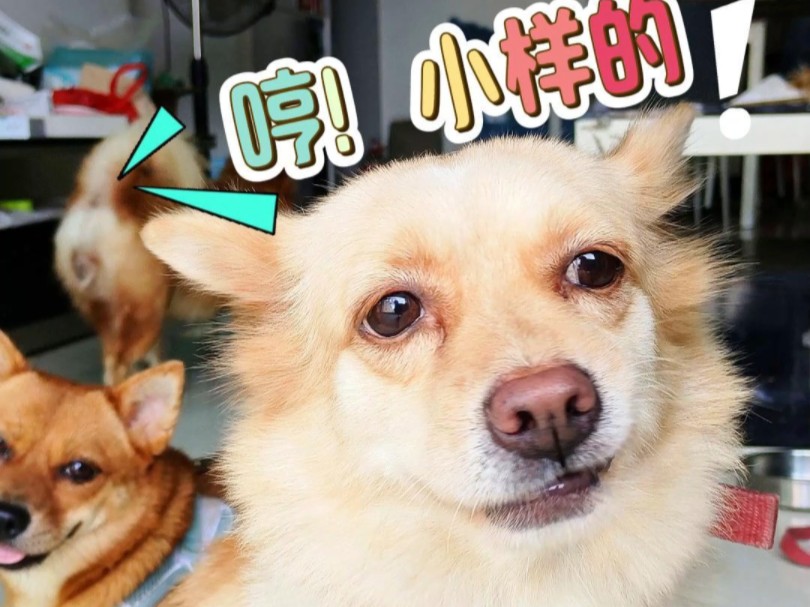 这狗子一脸鄙视的眼神