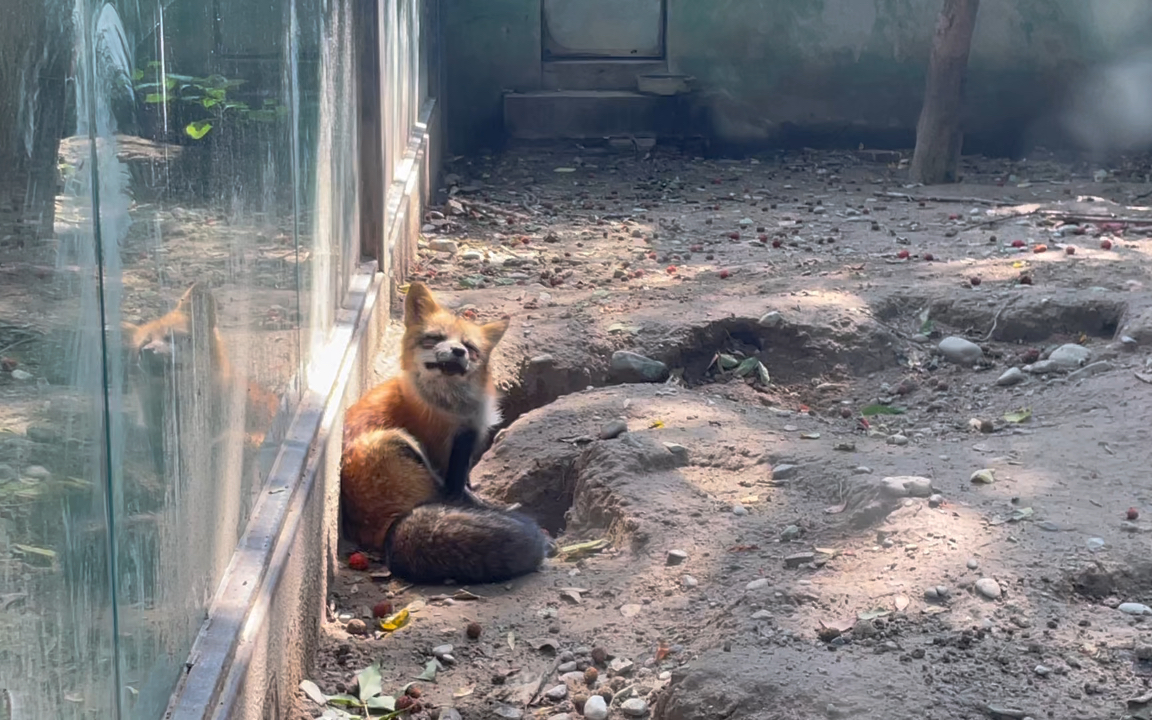 北京动物园的小狐狸_哔哩哔哩_bilibili