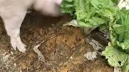 真61好白菜都被猪拱了
