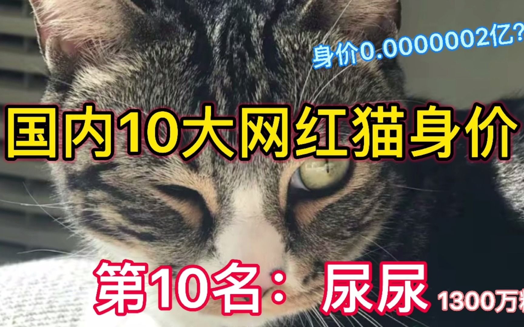 新手知猫:国内最火的10大网红猫是多少身价?你养的是哪只同款哔哩哔哩bilibili