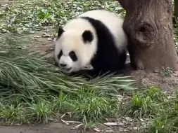 Скачать видео: 爱姐在哪跌倒，就在哪生胖气！