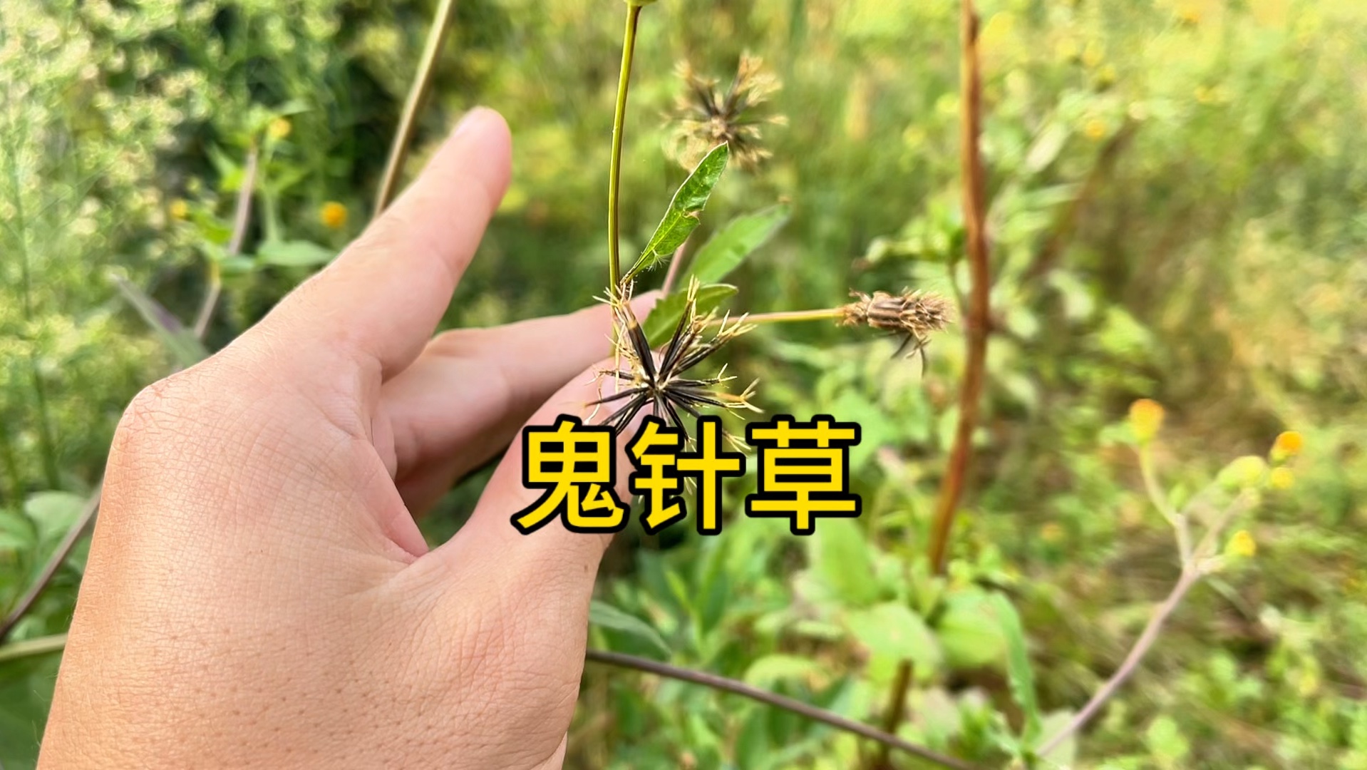 粘人草 功效图片