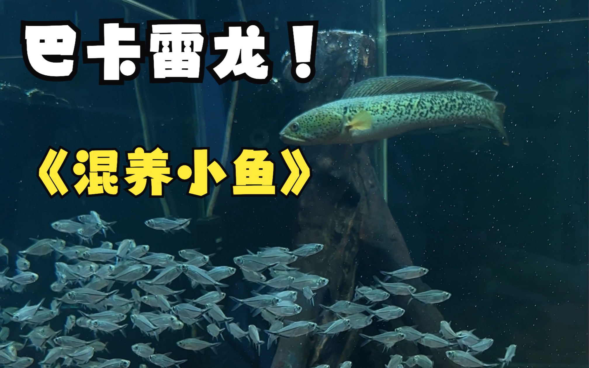 这条大鱼不吃小鱼,放了200条黑尾大勾,巴卡雷龙混养小型鱼成功~哔哩哔哩bilibili