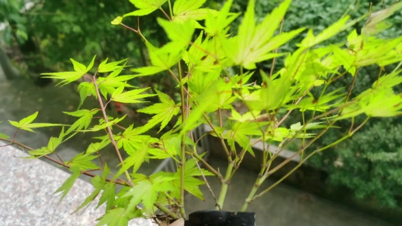 又是一个月,再次高压成功一颗枫树茜