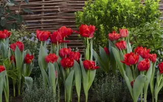 春植球根花卉 搜索结果 哔哩哔哩 Bilibili