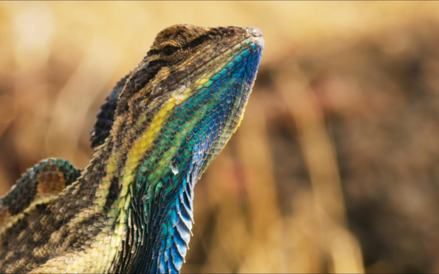 动物世界日常--华丽扇喉蜥的巅峰决斗圆舞曲