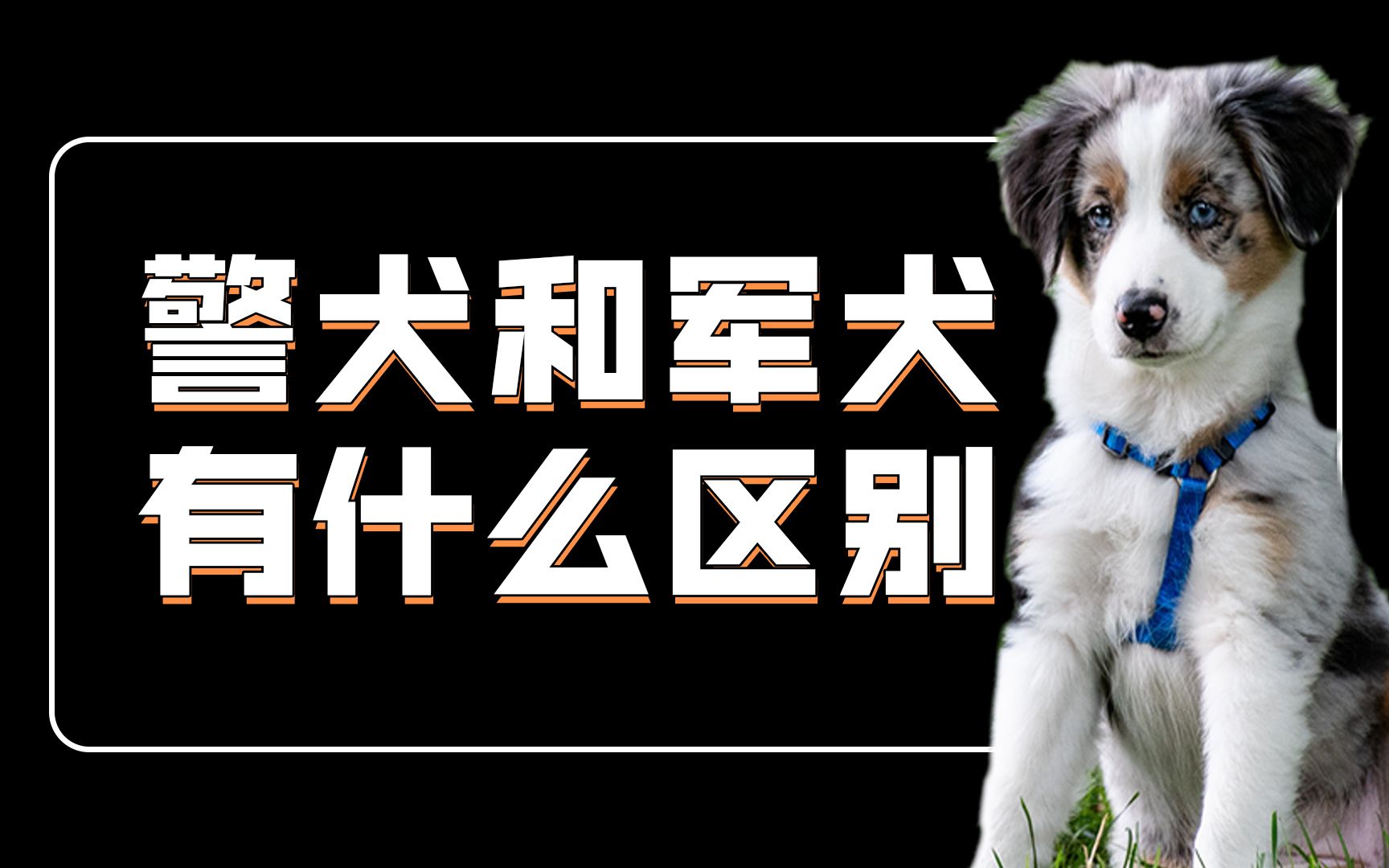 [图]警犬和军犬有什么区别？区别大了！