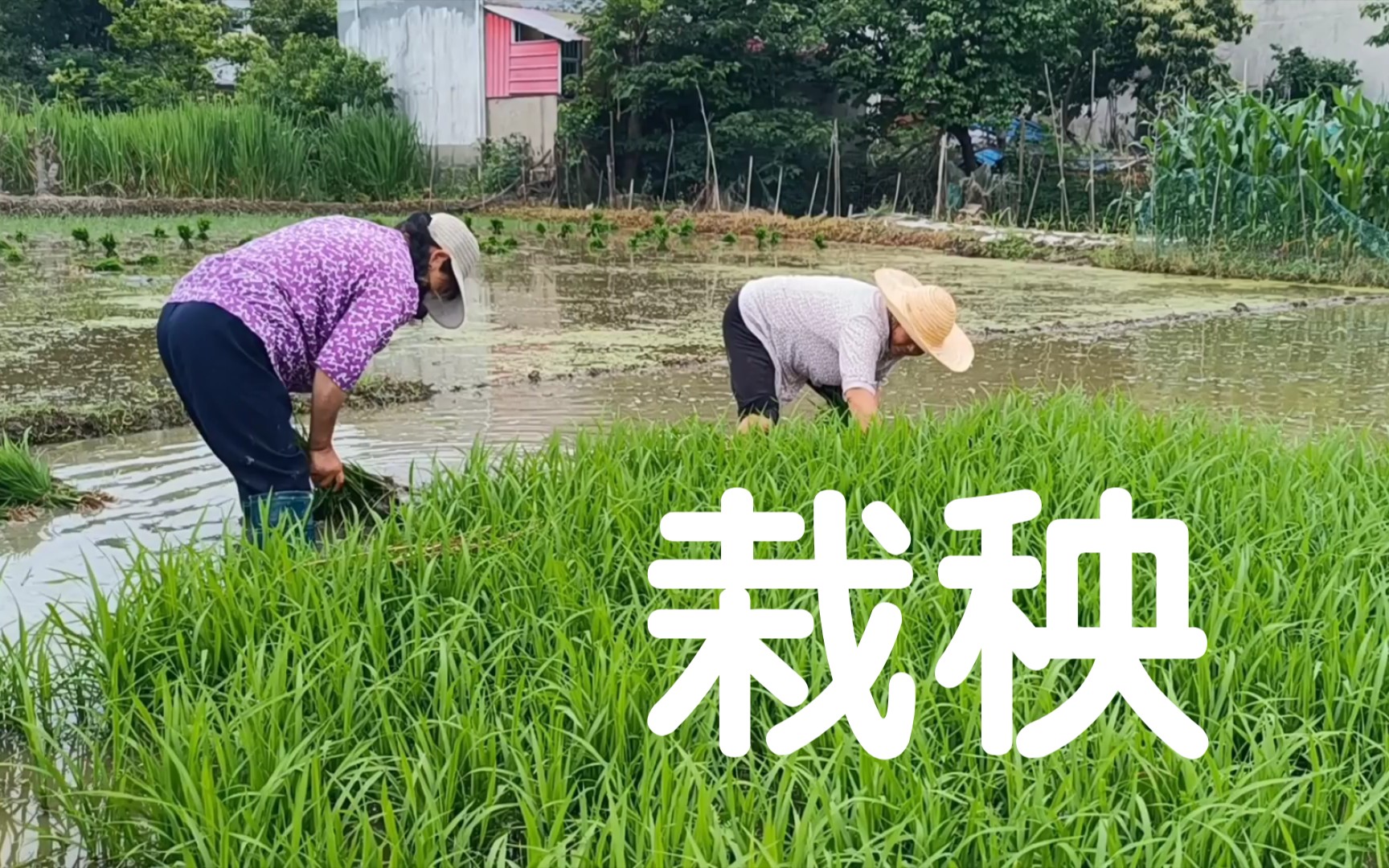 [图]此是吾乡好时节，水村茅屋罢春耕