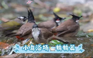 Скачать видео: 小鸟浴场之鹎鹎篇，来吸吸红耳鹎～还有特别嘉宾