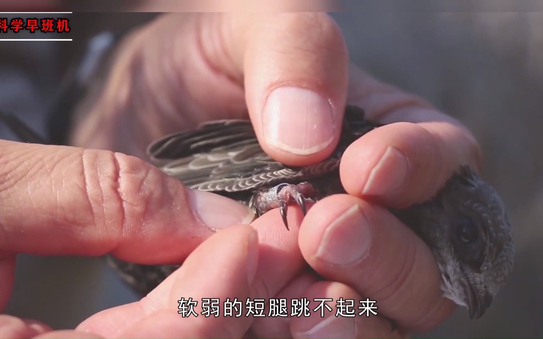 "无脚鸟"雨燕,一生边飞边睡,落地等于死亡,它如何繁衍后代?