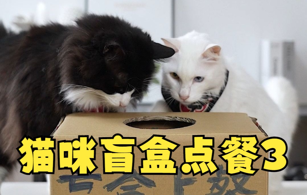 猫咪亲手做的的猫爪美食,你更喜欢哪一个?哔哩哔哩bilibili