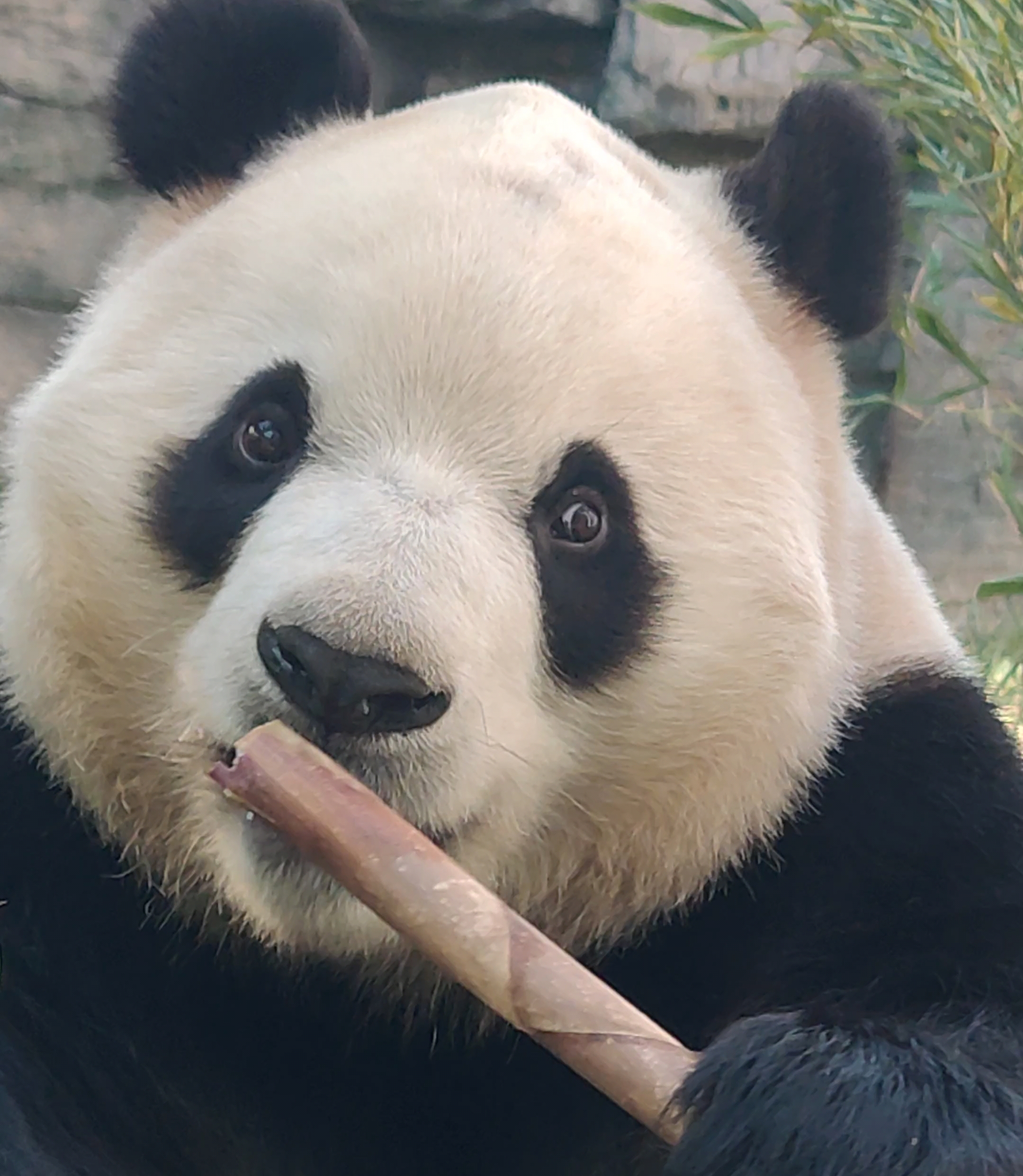 【大熊猫福星】精灵古怪的胖大海课桌趴吃播20221113