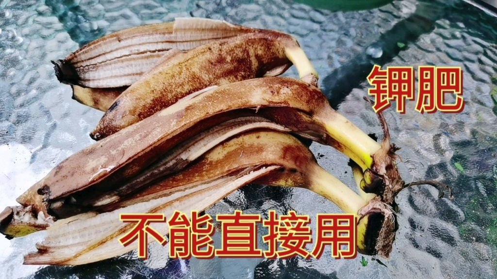 香蕉皮养花种菜是很好的钾肥用错了方法没效果还烧根