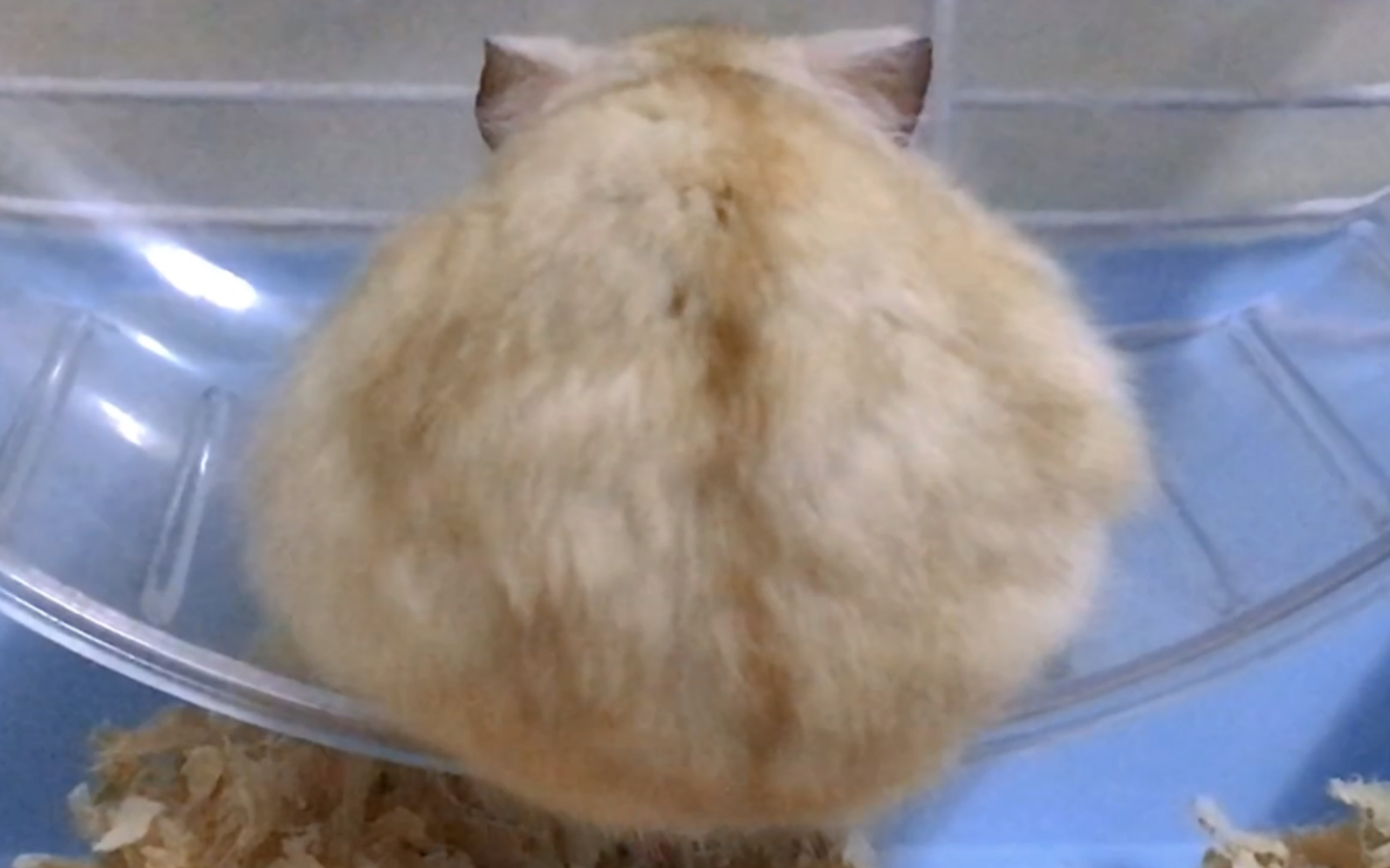 请看小仓鼠背影or仓鼠屁屁