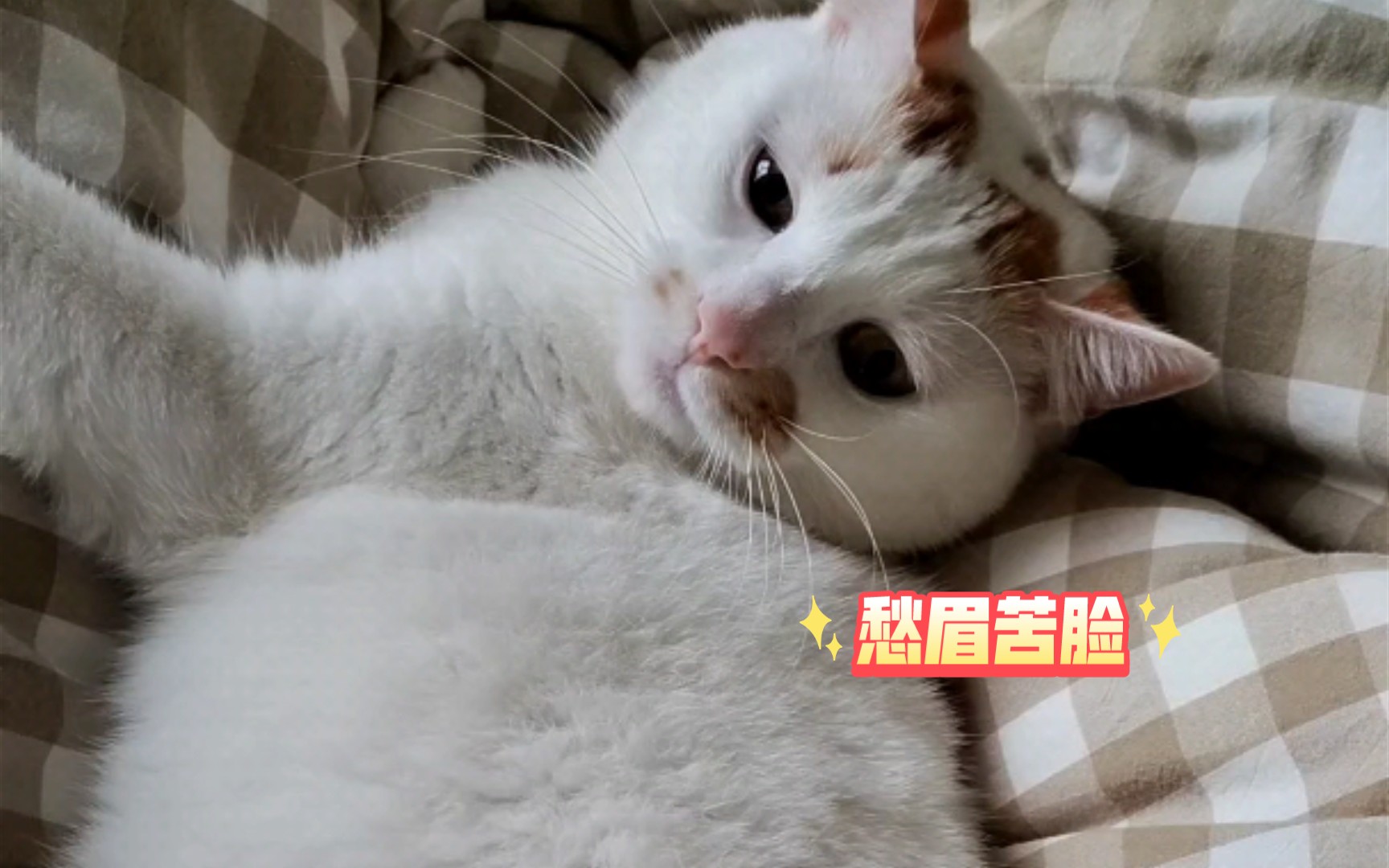 哀怨的小眼神98