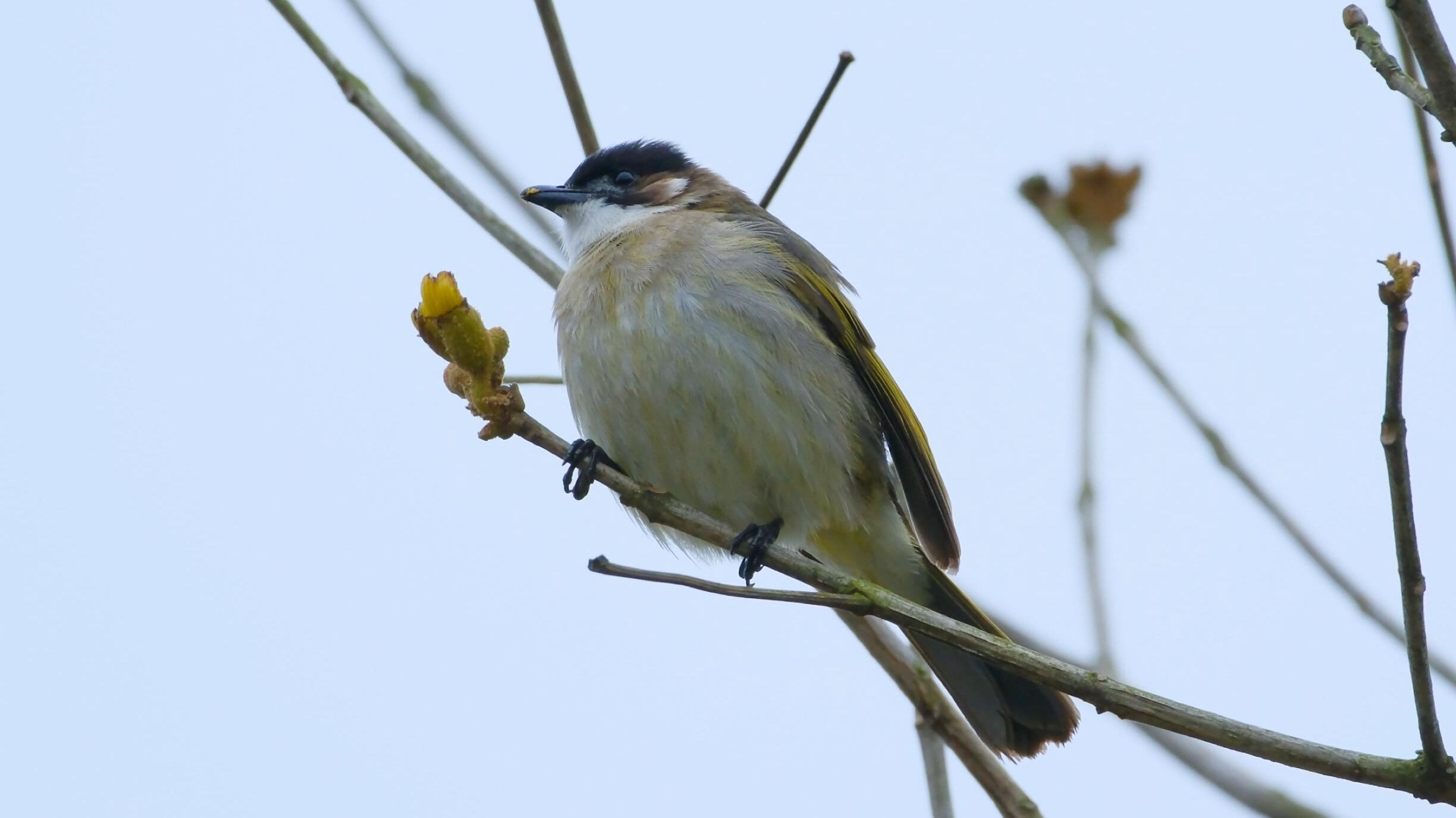 南宁五象湖公园拍到台湾鹎,观鸟拍鸟
