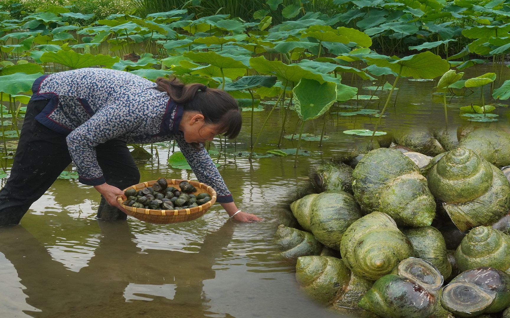 活动  荷花池里没人要的田螺,大姐捡来做田螺鸭脚煲,好吃到停不下来