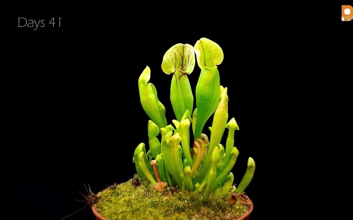 【green timelapse】延时摄影:捕蝇草的一百天