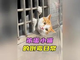 [图]盘点笨蛋小猫的搞笑日常 #看一遍笑一遍