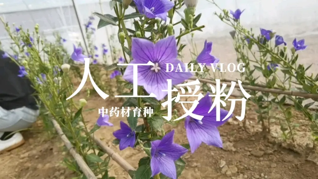 桔梗品系育种 中药材人工授粉 哔哩哔哩 Bilibili