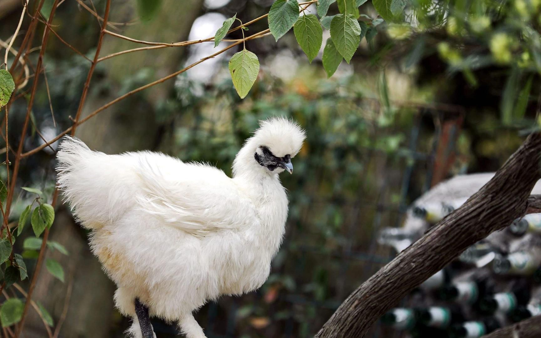 今天来到乌鸡之乡江西泰和,地地道道的有机原种乌鸡,口感一级绝