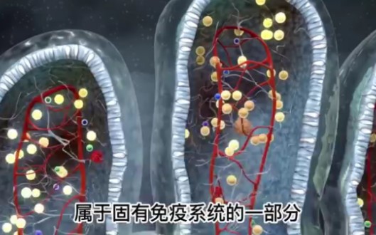 最活跃的免疫细胞自然杀伤性细胞nk细胞哔哩哔哩bilibili